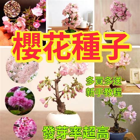 櫻花盆栽|櫻花種植盆栽指南：酸鹼度、日照條件、落葉季節全攻。